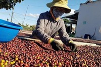 Cà phê là mặt hàng có sự tăng tốc xuất khẩu sang EU ngay trong năm đầu tiên thực thi EVFTA.