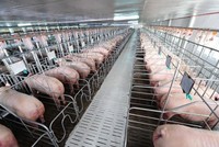 Nông nghiệp BaF Việt Nam nhận thêm một công ty chăn nuôi lợn
