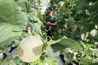 Luật Đất đai (sửa đổi) cần gỡ những điểm nghẽn để tạo điều kiện cho doanh nghiệp nông nghiệp công nghệ cao đầu tư