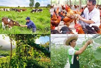 Mô hình kinh tế trang trại trong sản xuất nông nghiệp tại Thủ đô Hà Nội đã hình thành từ lâu và không ngừng được mở rộng, phát triển.