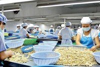 Để hạn chế tình trạng thiếu nguyên liệu đầu vào, các chuyên gia cho rằng doanh nghiệp điều Việt Nam có thể đặt văn phòng tại khu vực Tây Phi để chủ động thu mua điều, nhập khẩu về Việt Nam