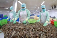 Năm 2022, thủy sản mang về kim ngạch xuất khẩu 11 tỷ USD, trong đó con tôm đtạ hơn 4 tỷ USD.