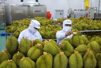 Rau quả là một trong những mặt hàng có sự tăng trưởng mạnh, đóng góp vào thành công chung của xuất khẩu thời gian qua.