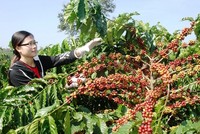 Ảnh minh họa.