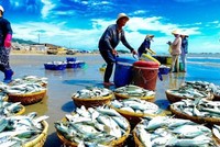 Nam Việt (ANV): Xuất khẩu cá tra sang Trung Quốc có thể bị chậm lại do ảnh hưởng dịch Corona