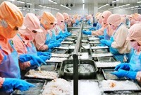 Thủy sản Minh Phú (MPC): Lãi sau thuế 9 tháng đạt 565,6 tỷ đồng, hoàn thành 52% kế hoạch năm