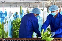 Hoàng Anh Gia Lai (HAG) có lãi 126,5 tỷ đồng trong năm 2021, lỗ lũy kế còn 4.432 tỷ đồng