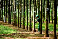 Cao su Tây Ninh (TRC) chốt quyền trả cổ tức đợt 1/2022, tỷ lệ 10%