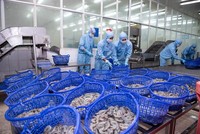 Sao Ta (FMC): Lãi sau thuế quý IV giảm 26% do thị trường tiêu thụ bị ảnh hưởng