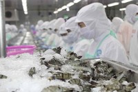VASEP đề nghị bãi bỏ hạn ngạch đối với tôm Việt Nam nhập khẩu vào Hàn Quốc