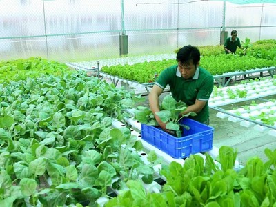 Nhu cầu tiêu dùng thực phẩm hữu cơ đang có xu hướng tăng cao và vượt quá nguồn cung.