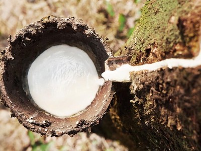 Cao su Đồng Phú (DPR) lên kế hoạch sáp nhập Cao su Đồng Phú Đăk Nông (DPD)