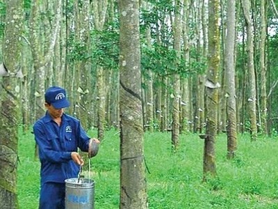Cao su Đồng Phú (DPR) sáp nhập Cao su Đồng Phú Đăk Nông (DPD)