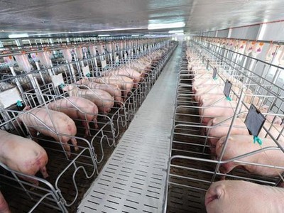 Nông nghiệp BaF Việt Nam (BAF) bổ nhiệm thêm 1 Phó tổng giám đốc
