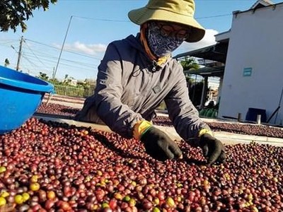 Cà phê là mặt hàng có sự tăng tốc xuất khẩu sang EU ngay trong năm đầu tiên thực thi EVFTA.