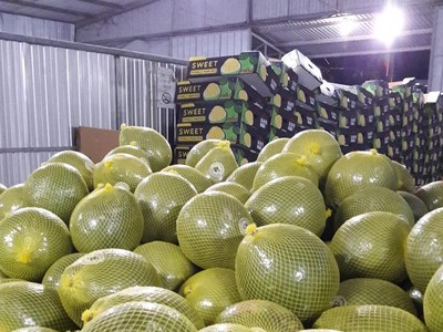 Chanh và bưởi là 2 sản phẩm nông nghiệp của Việt Nam được xuất khẩu sang New Zealand.