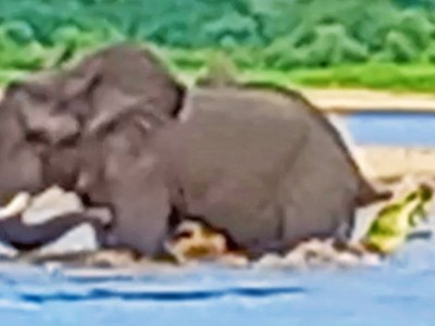 Cá sấu đói quá hóa liều, tấn công cả voi rừng châu Phi