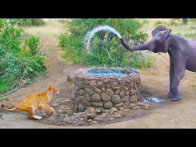 Bị "ú òa" hết hồn, voi rừng châu Phi thi triển tuyệt chiêu tối thượng đẩy lui cả vua sư tử