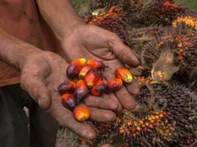 Indonesia chuẩn bị phân bổ khoảng 1 triệu tấn dầu cọ để xuất khẩu
