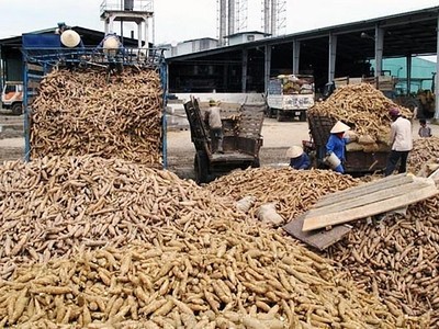 Tháng 1/2020, xuất khẩu sắn đạt 400.000 tấn, thu về 144 triệu USD