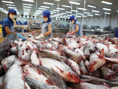 Xuất khẩu cá tra sang EU có tín hiệu tích cực trở lại
