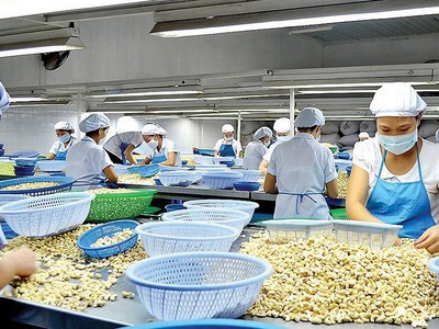 Để hạn chế tình trạng thiếu nguyên liệu đầu vào, các chuyên gia cho rằng doanh nghiệp điều Việt Nam có thể đặt văn phòng tại khu vực Tây Phi để chủ động thu mua điều, nhập khẩu về Việt Nam