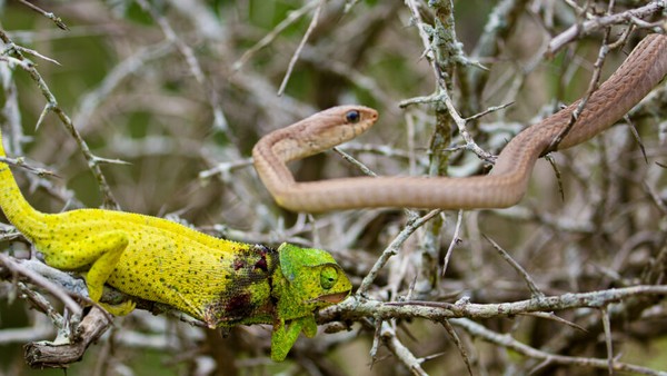 Bị loài rắn kịch độc tấn công, chú tắc kè hoa đáp trả như một "chiến binh"