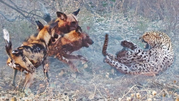 Màn trả thù báo hoa mai khốc liệt của đàn chó hoang châu Phi