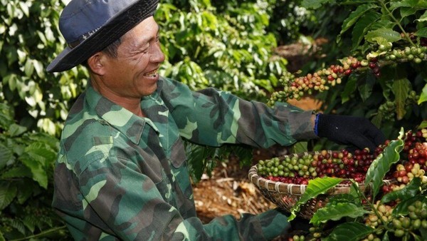 Giá cà phê tăng vọt khi nông dân chuyển sang trồng sầu riêng