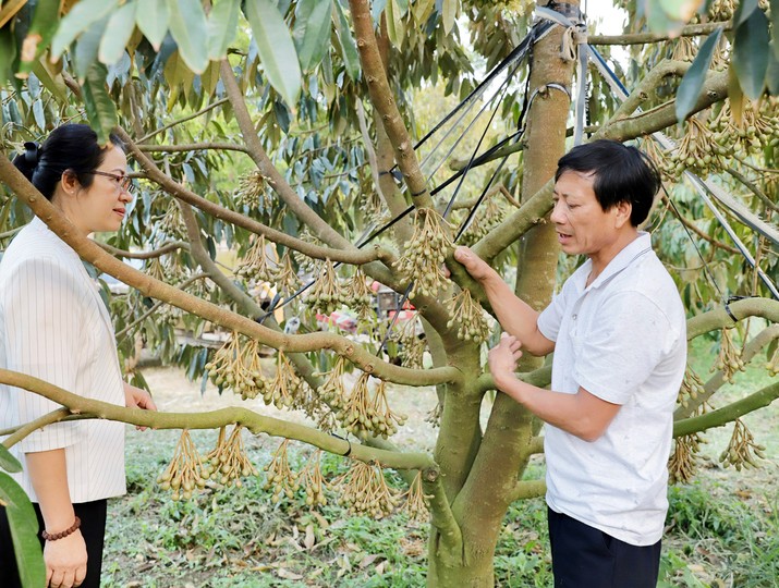 Bà Nguyễn Thị Phượng, Phó tổng giám đốc Agribank và ông Bùi Văn Quyển tại trang trại ở xã Ya Ly, huyện Sa Thầy, tỉnh Kon Tum. 