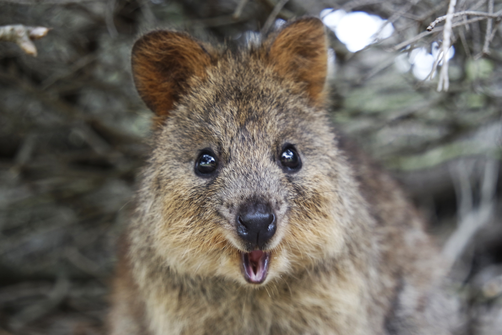 Nụ cười thương hiệu đem lại danh hiệu loài vật "hành phúc nhất thế giới" của chuột túi Quokka. 