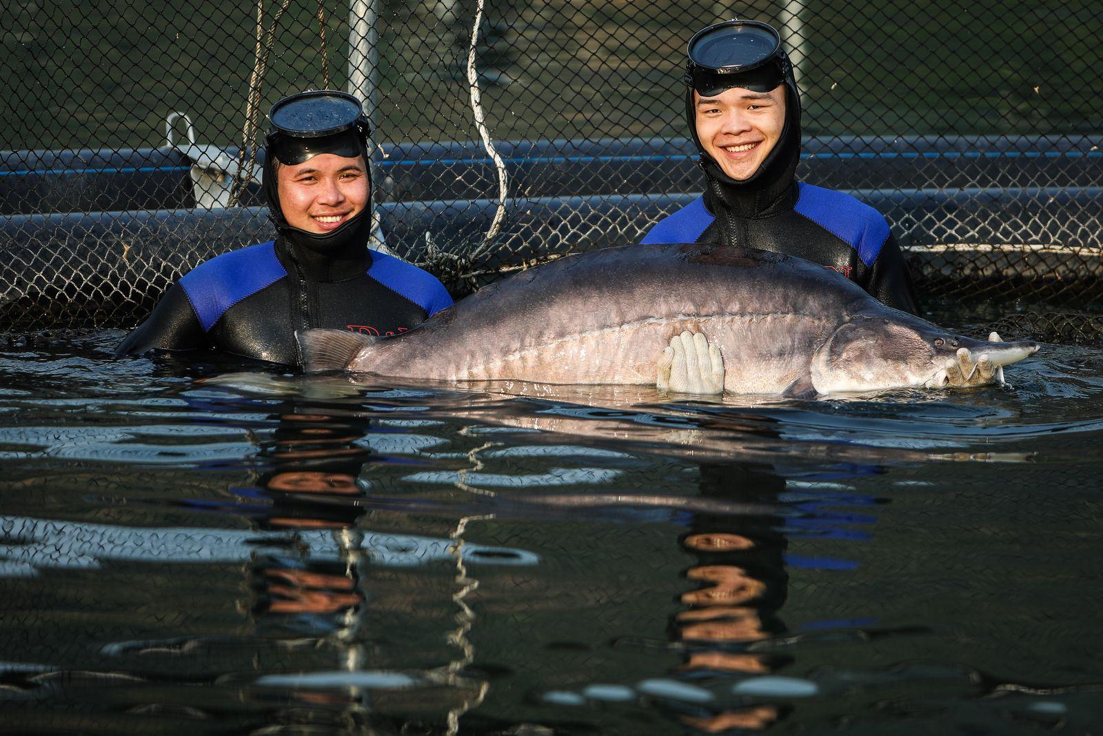 Siêu cá tầm Beluga xuất hiện tại một trang trại cá ở Sơn La.