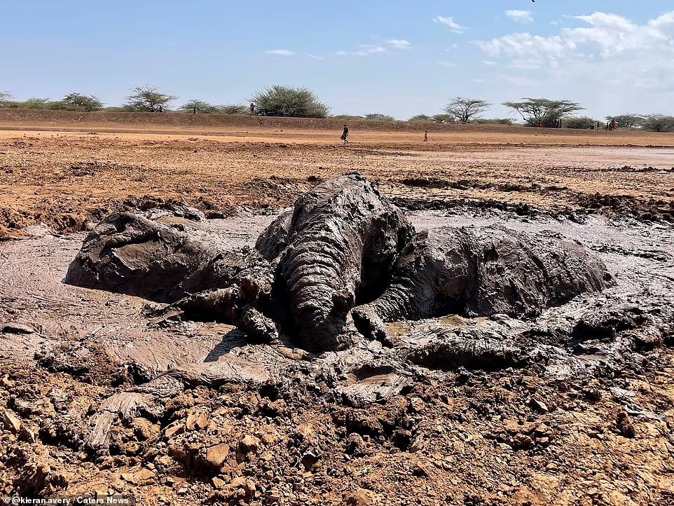 Nhiệm vụ đặc biệt: Giải cứu đàn voi châu Phi to lớn bị mắc kẹt trong đầm lầy