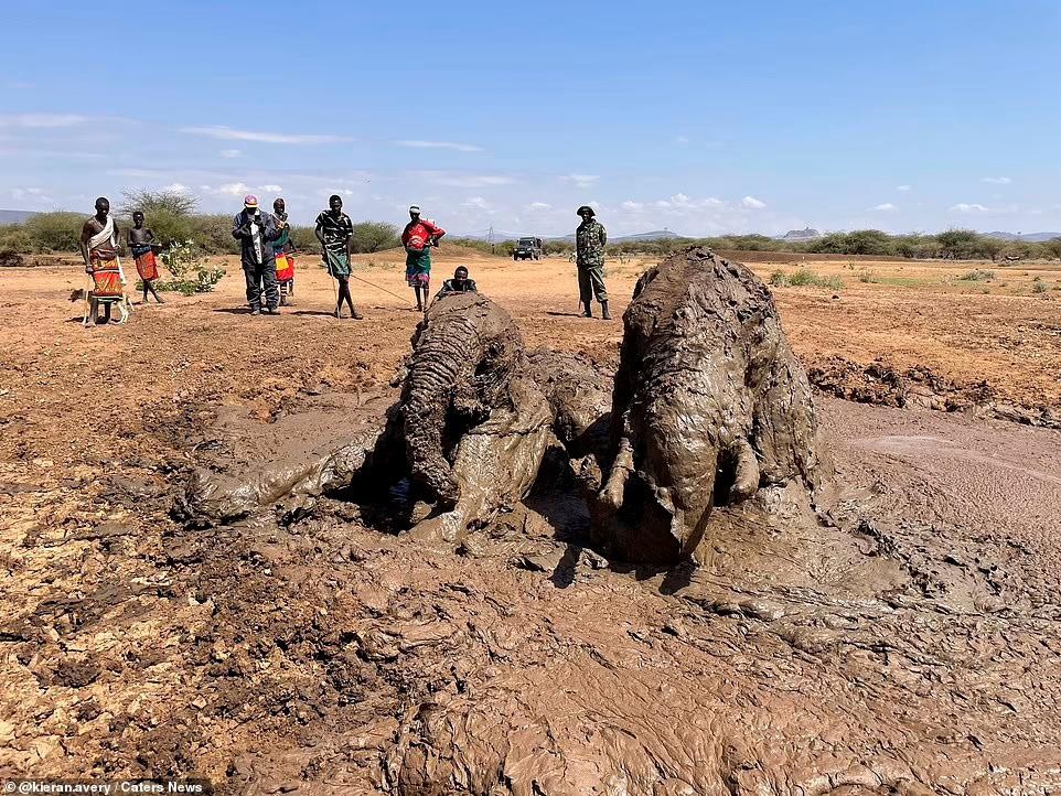 Nhiệm vụ đặc biệt: Giải cứu đàn voi châu Phi to lớn bị mắc kẹt trong đầm lầy | Tin nhanh chứng khoán