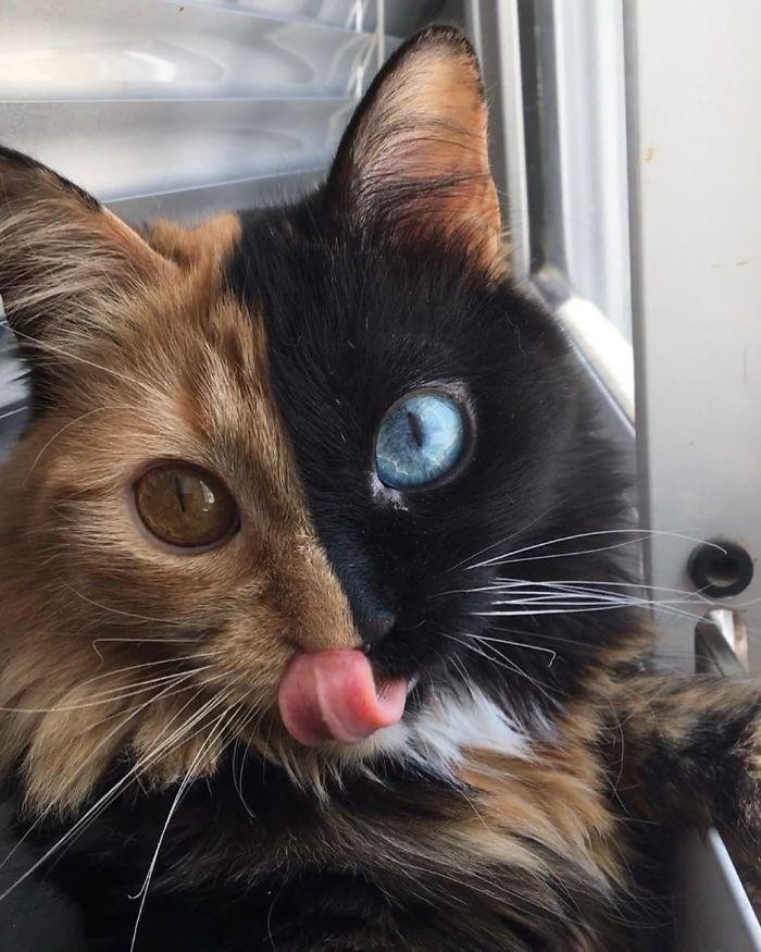 Bạn đã từng thấy một con mèo đẹp kỳ lạ như vậy chưa? Đôi mắt của nó đầy sắc màu và lông mềm mại như tơ. Hãy xem xét chúng ở hình ảnh liên quan để khám phá sự độc đáo của chúng.