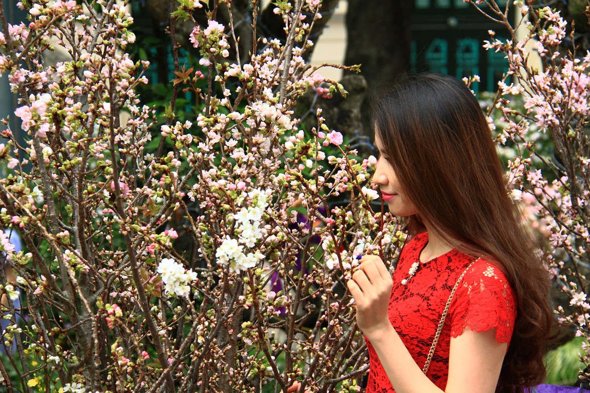 Người Hà Nội “mê tít” hoa Anh đào ảnh 10 Người Hà Nội “mê tít” hoa Anh đào ảnh 10
