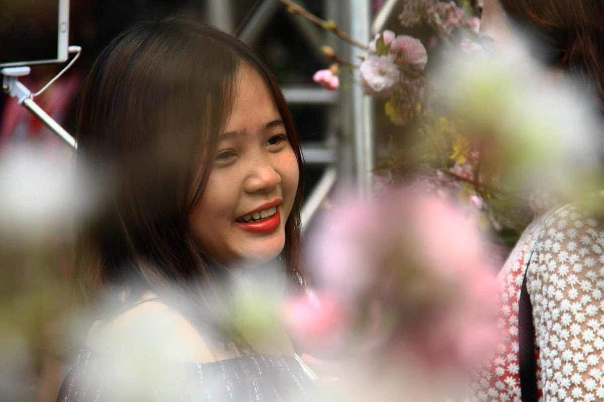 Người Hà Nội “mê tít” hoa Anh đào ảnh 11 Người Hà Nội “mê tít” hoa Anh đào ảnh 11