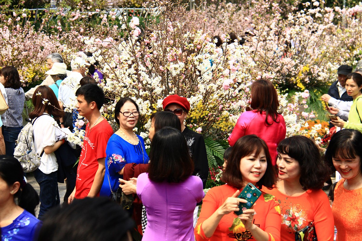 Người Hà Nội “mê tít” hoa Anh đào ảnh 2 Người Hà Nội “mê tít” hoa Anh đào ảnh 2