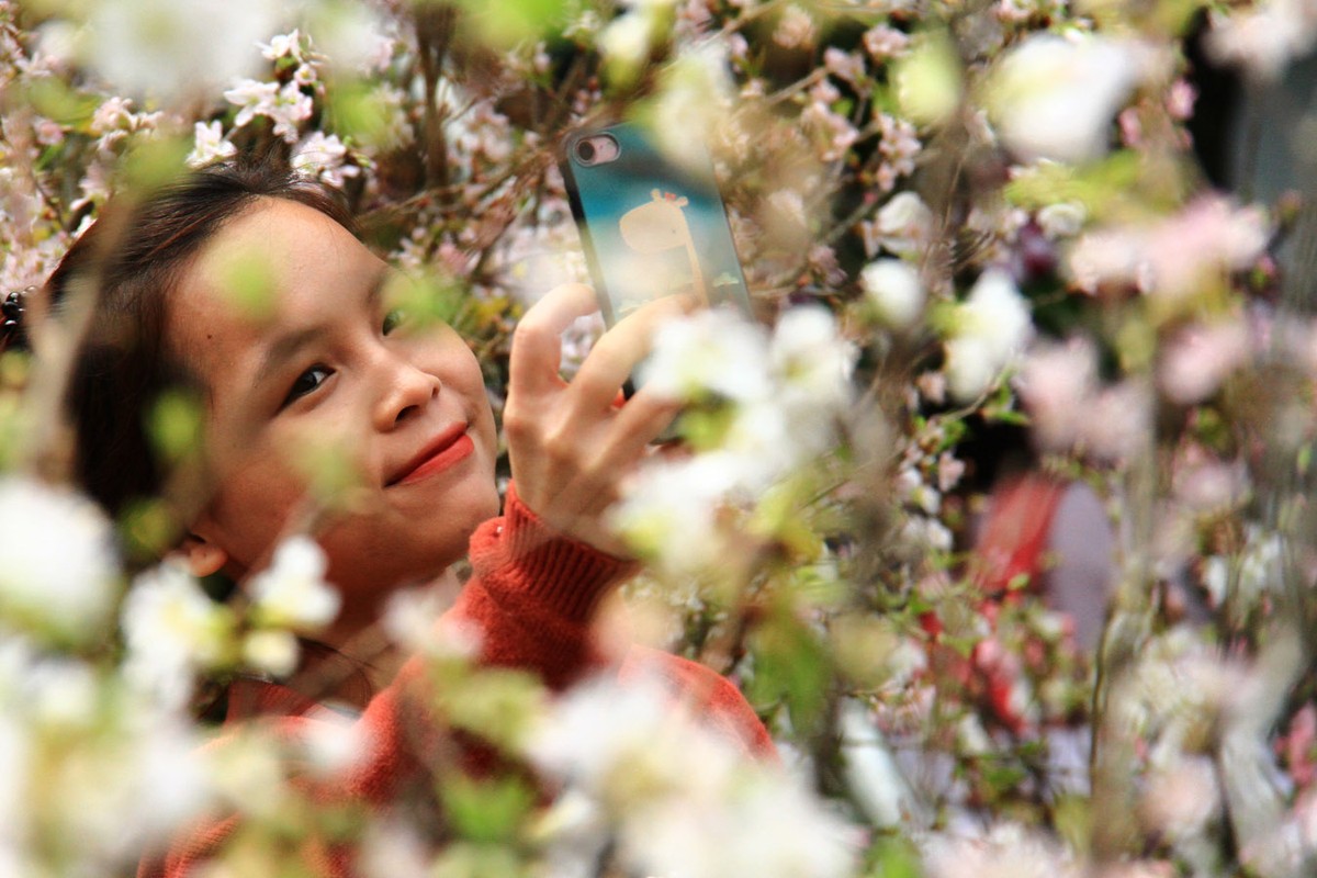 Người Hà Nội “mê tít” hoa Anh đào ảnh 9 Người Hà Nội “mê tít” hoa Anh đào ảnh 9