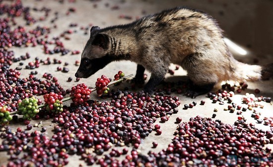 Cơ hội rộng mở cho người trồng cà phê robusta