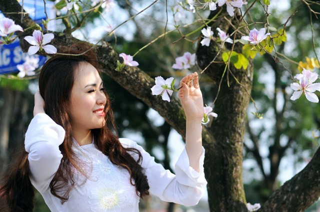 Những 'mùa hoa' ban trắng đẹp nhất Việt Nam | Tin nhanh chứng khoán Những 'Mùa Hoa' Ban Trắng Đẹp Nhất Việt Nam | Tin Nhanh Chứng Khoán