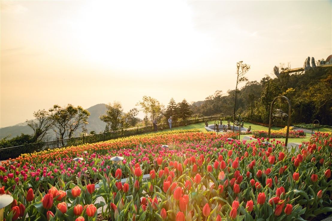 “Chị chị em em”, Tết này bếp núc làm chi, lên mà xem Bà Nà rực rỡ tulip với hoa hồng ảnh 1 “Chị chị em em”, Tết này bếp núc làm chi, lên mà xem Bà Nà rực rỡ tulip với hoa hồng ảnh 1