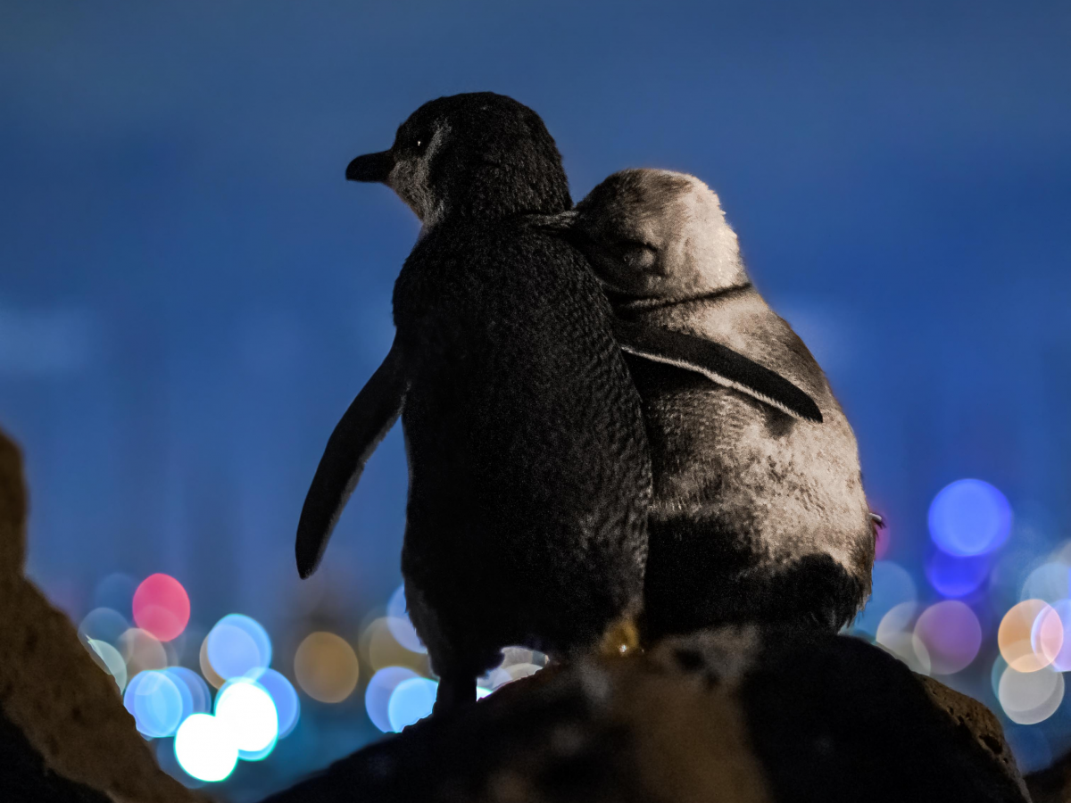 Xúc động hình ảnh cặp chim cánh cụt vỗ về, tận hưởng khoảnh khắc ...
