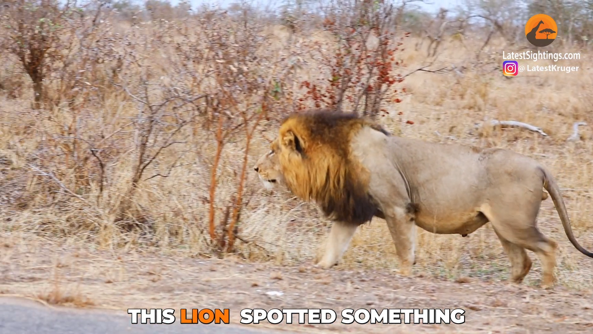 Sư tử Hổ Báo Tshirt  Avatar động vật hung dữ liệu véc tơ png tải về   Miễn phí trong suốt Nghệ Thuật png Tải về