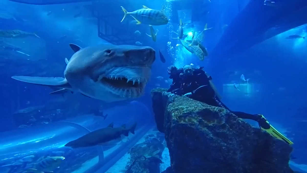 Rùng mình đoạn clip ghi lại cận cảnh cá mập trắng khổng lồ nhe hàm ...