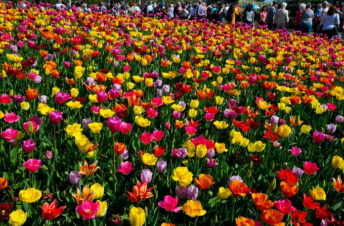 Vườn hoa mùa xuân: Cảnh quan của vườn hoa mùa xuân là đẹp nhất trong năm. Bạn sẽ được chiêm ngưỡng toàn bộ những loài hoa tươi sáng và thơm ngát, mang lại cho bạn một cảm giác thư thái và hạnh phúc.