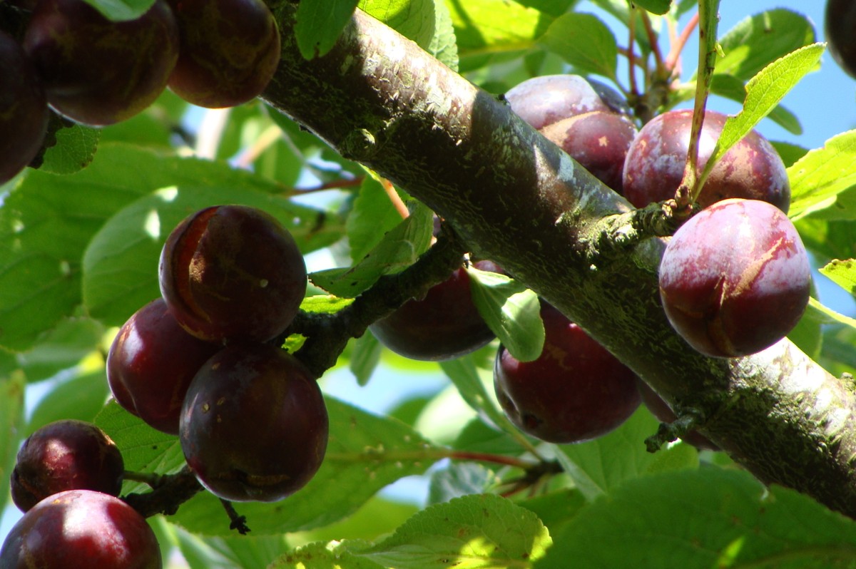 Mùa mận chín ở Mộc Châu