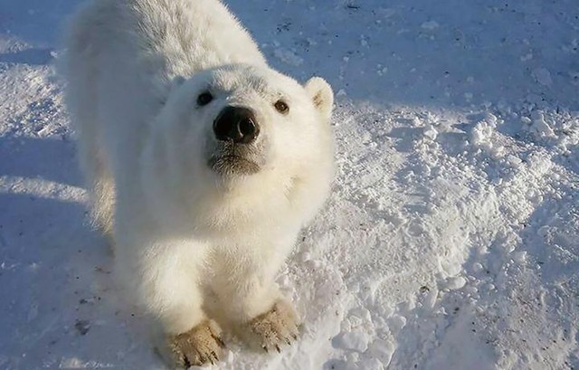 Biết ơn những người cưu mang mình từ nhỏ, gấu Bắc Cực báo đáp bằng món quà vô giá ảnh 1