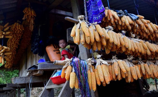 Thu sang, miền sơn cước Mù Cang Chải đẹp đến nao lòng ảnh 10