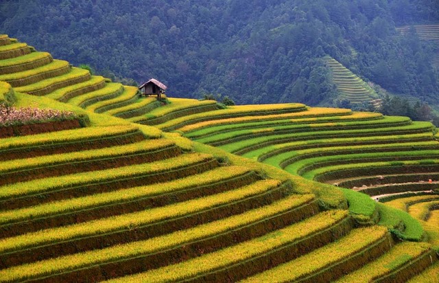 Thu sang, miền sơn cước Mù Cang Chải đẹp đến nao lòng ảnh 1